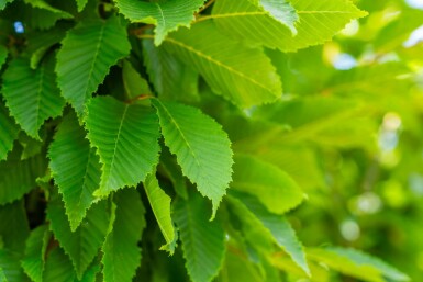 Carpinus betulus 'Frans Fontaine'