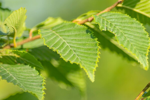 Carpinus betulus 'Frans Fontaine'