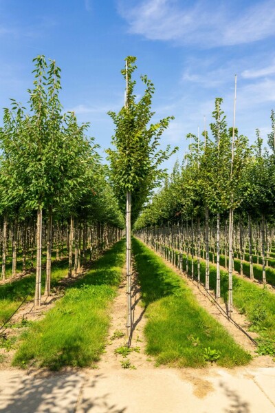 Carpinus betulus 'Frans Fontaine' hochstamm 10/12