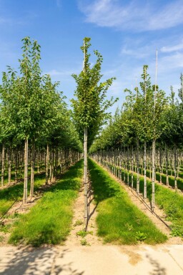 Carpinus betulus 'Frans Fontaine' hochstamm