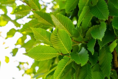 Carpinus betulus 'Frans Fontaine' hochstamm 10/12