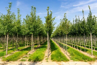 Carpinus betulus 'Frans Fontaine' hochstamm 10/12