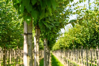 Carpinus betulus 'Frans Fontaine' hochstamm 10/12