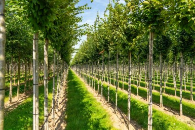 Carpinus betulus 'Frans Fontaine' hochstamm 10/12