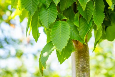 Carpinus betulus 'Frans Fontaine' hochstamm 10/12