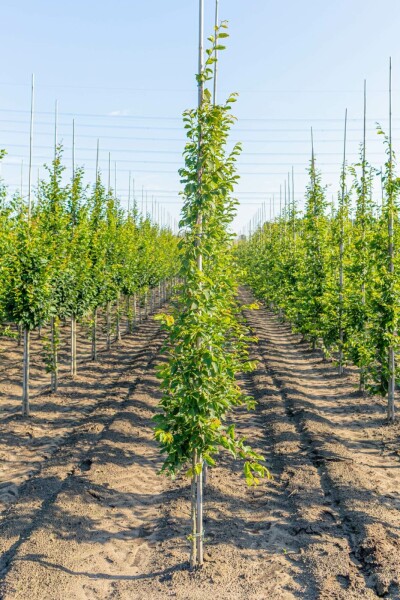 Carpinus betulus 'Frans Fontaine' stammbusch 10/12