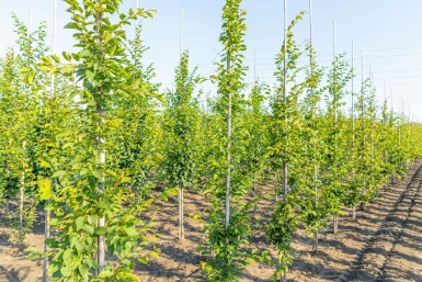 Carpinus betulus 'Frans Fontaine' stammbusch 10/12