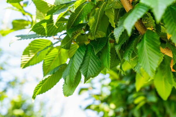 Carpinus betulus 'Lucas'