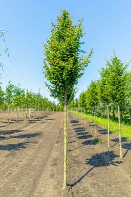 Carpinus betulus 'Lucas' hochstamm