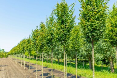 Carpinus betulus 'Lucas' hochstamm 10/12