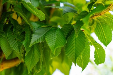 Carpinus betulus 'Lucas' hochstamm 10/12