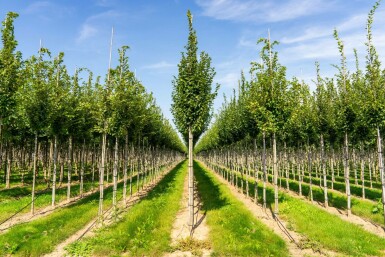 Carpinus betulus 'Lucas' hochstamm 10/12