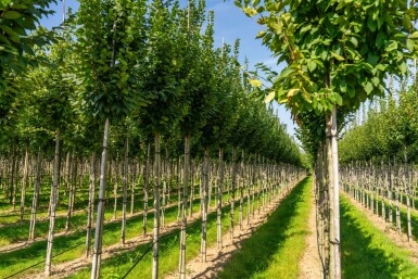 Carpinus betulus 'Lucas' hochstamm 10/12