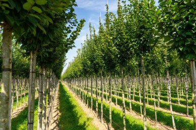 Carpinus betulus 'Lucas' hochstamm 10/12