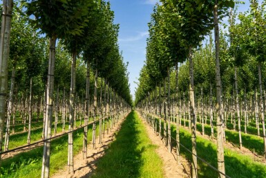 Carpinus betulus 'Lucas' hochstamm 10/12