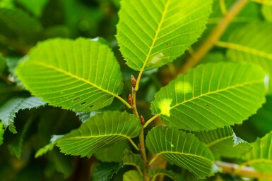 Carpinus betulus 'Lucas' hochstamm 10/12