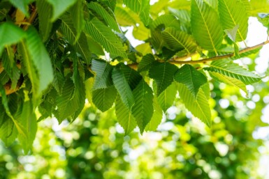 Carpinus betulus 'Lucas' hochstamm 10/12