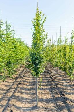 Carpinus betulus 'Lucas' stammbusch