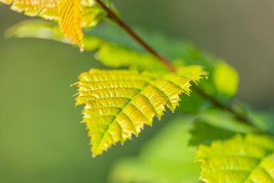 Carpinus betulus 'Lucas' stammbusch 4-6