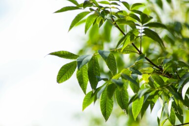 Carya illinoinensis hochstamm