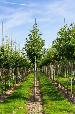 Castanea sativa hochstamm 4/6