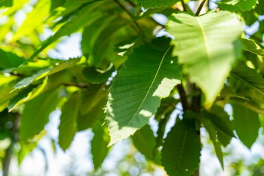 Castanea sativa hochstamm 4/6