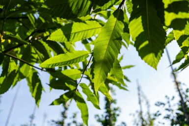 Castanea sativa hochstamm 4/6