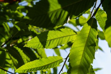 Castanea sativa hochstamm 4/6