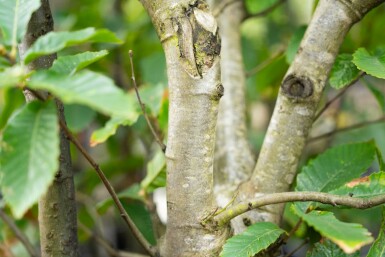 Castanea sativa mehrstämmig 200-250