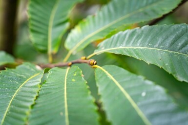 Castanea sativa mehrstämmig 200-250