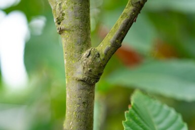 Castanea sativa mehrstämmig 200-250