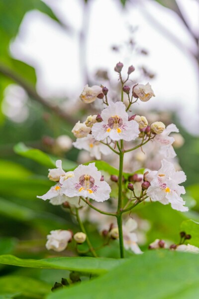 Catalpa bignonioides