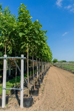 Catalpa bignonioides hochstamm 10/12