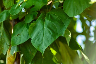 Catalpa bignonioides hochstamm