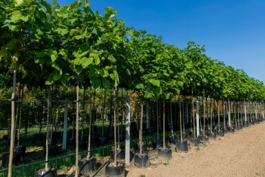 Catalpa bignonioides hochstamm 10/12