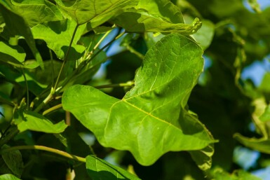 Catalpa bignonioides hochstamm 10/12