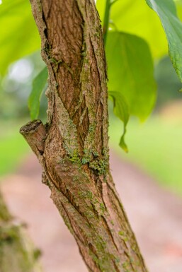 Catalpa bignonioides hochstamm 10/12