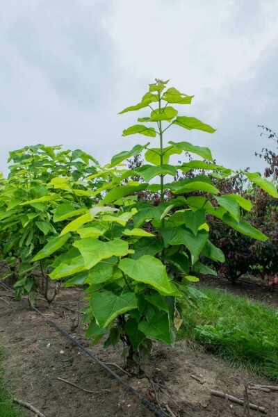 Catalpa bignonioides mehrstämmig 200-250