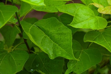 Catalpa bignonioides mehrstämmig 200-250