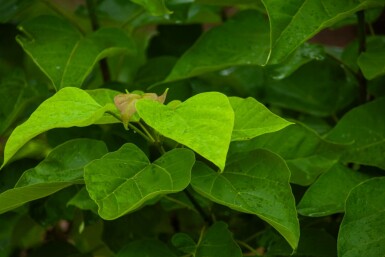 Catalpa bignonioides mehrstämmig 200-250