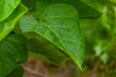 Catalpa bignonioides mehrstämmig 200-250