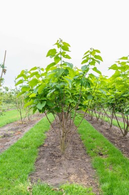 Catalpa bignonioides mehrstämmig 200-250