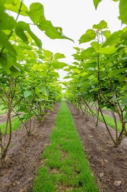 Catalpa bignonioides mehrstämmig 200-250