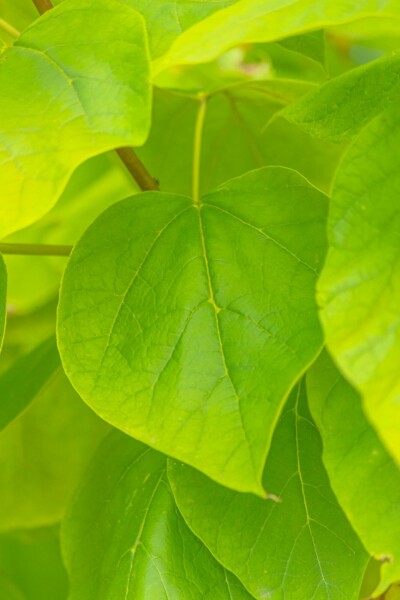 Catalpa bignonioides 'Aurea'