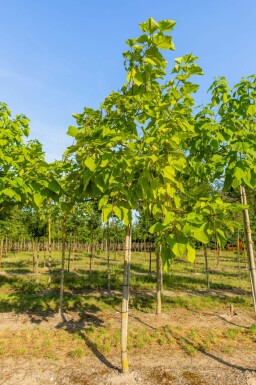 Catalpa bignonioides 'Aurea' hochstamm 12/14 225cm Stamm