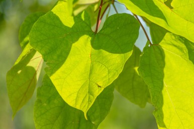 Catalpa bignonioides 'Aurea' hochstamm 12/14 225cm Stamm