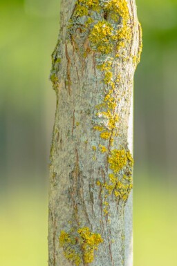 Catalpa bignonioides 'Aurea' hochstamm 12/14 225cm Stamm