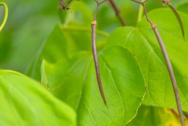 Catalpa bignonioides 'Aurea' hochstamm 12/14 225cm Stamm