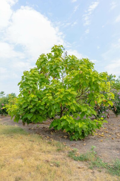 Catalpa bignonioides 'Aurea' mehrstämmig 200-250