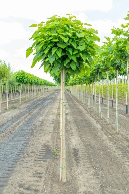 Catalpa bignonioides 'Nana'